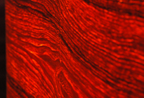 Woodgrain2